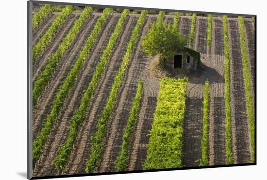 Small Rock Shed in the Vineyards in the Rolling Hills of Tuscany-Terry Eggers-Mounted Photographic Print