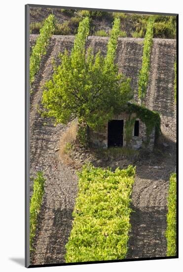 Small Rock Shed in the Vineyards in the Rolling Hills of Tuscany-Terry Eggers-Mounted Photographic Print