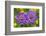 Small scabious, Nordtirol, Austrian Alps-Alex Hyde-Framed Photographic Print