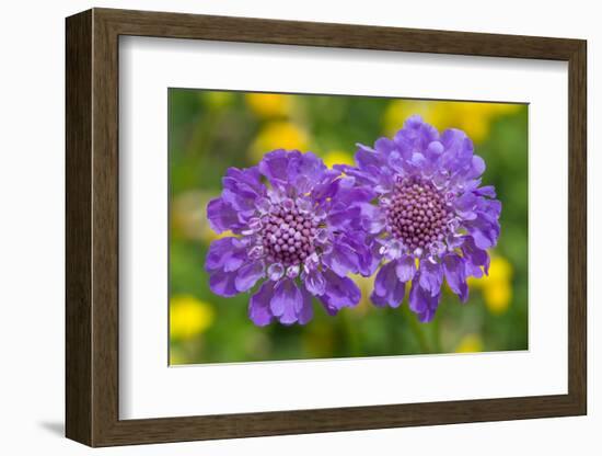 Small scabious, Nordtirol, Austrian Alps-Alex Hyde-Framed Photographic Print