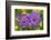 Small scabious, Nordtirol, Austrian Alps-Alex Hyde-Framed Photographic Print