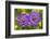 Small scabious, Nordtirol, Austrian Alps-Alex Hyde-Framed Photographic Print