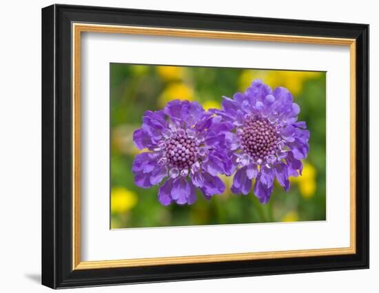 Small scabious, Nordtirol, Austrian Alps-Alex Hyde-Framed Photographic Print