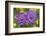 Small scabious, Nordtirol, Austrian Alps-Alex Hyde-Framed Photographic Print