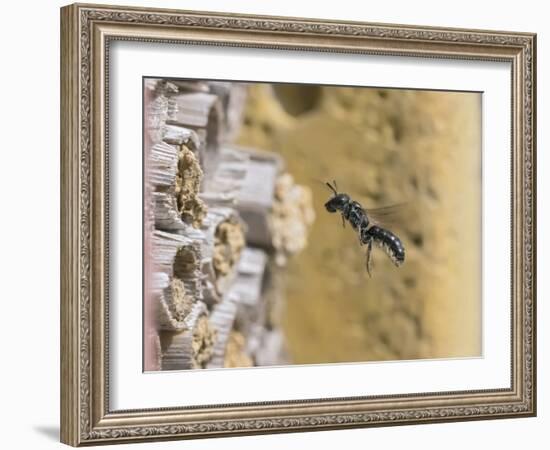 Small scissor bee in flight, Hertfordshire, England-Andy Sands-Framed Photographic Print