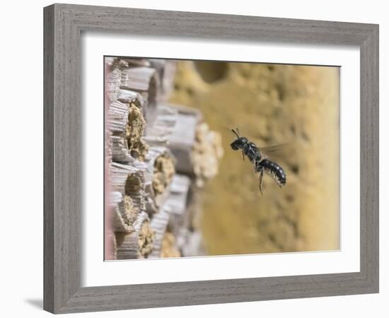 Small scissor bee in flight, Hertfordshire, England-Andy Sands-Framed Photographic Print