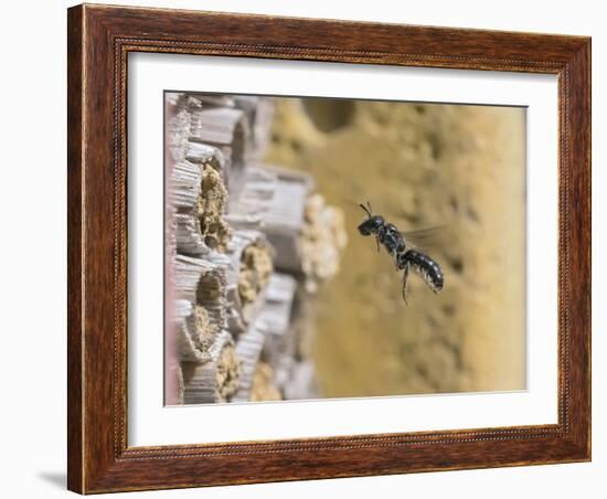 Small scissor bee in flight, Hertfordshire, England-Andy Sands-Framed Photographic Print