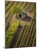 Small Stone Barn in Vineyard, Near Montalcino, Tuscany, Italy-Adam Jones-Mounted Photographic Print