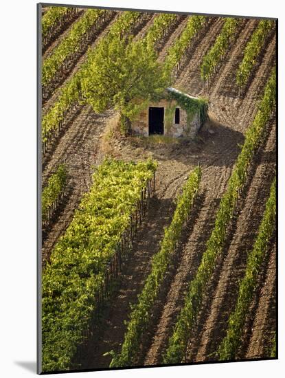 Small Stone Barn in Vineyard, Near Montalcino, Tuscany, Italy-Adam Jones-Mounted Photographic Print