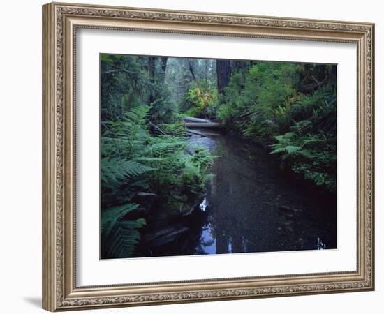 Small Stream Flowing Through Redwoods National and State Parks, California-null-Framed Photographic Print