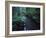 Small Stream Flowing Through Redwoods National and State Parks, California-null-Framed Photographic Print