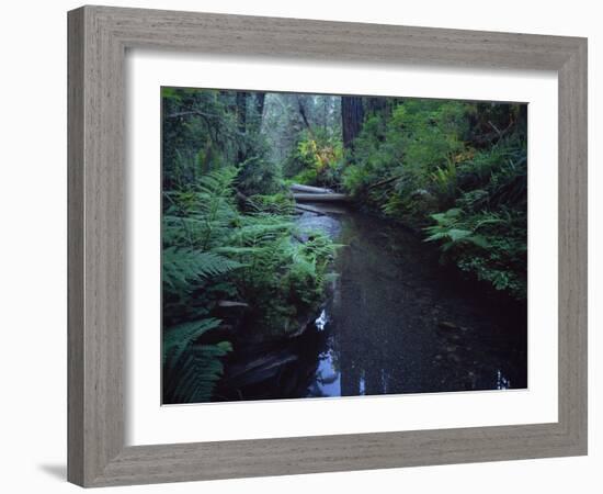 Small Stream Flowing Through Redwoods National and State Parks, California-null-Framed Photographic Print