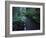 Small Stream Flowing Through Redwoods National and State Parks, California-null-Framed Photographic Print