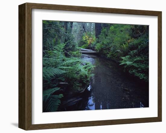 Small Stream Flowing Through Redwoods National and State Parks, California-null-Framed Photographic Print