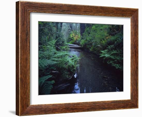 Small Stream Flowing Through Redwoods National and State Parks, California-null-Framed Photographic Print