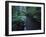 Small Stream Flowing Through Redwoods National and State Parks, California-null-Framed Photographic Print