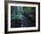 Small Stream Flowing Through Redwoods National and State Parks, California-null-Framed Photographic Print