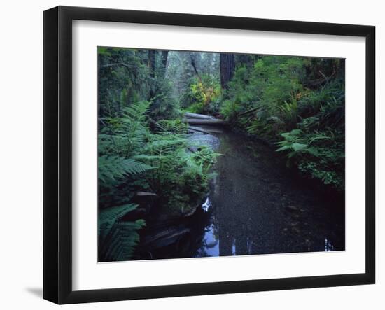 Small Stream Flowing Through Redwoods National and State Parks, California-null-Framed Photographic Print