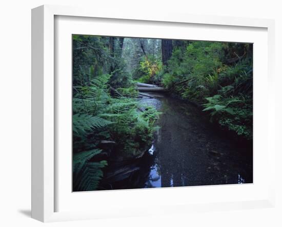 Small Stream Flowing Through Redwoods National and State Parks, California-null-Framed Photographic Print