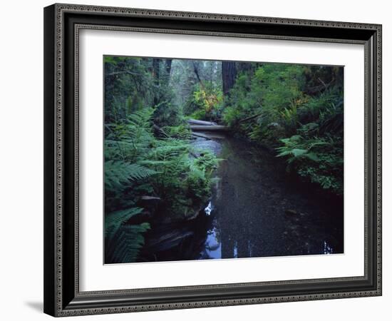 Small Stream Flowing Through Redwoods National and State Parks, California-null-Framed Photographic Print