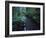 Small Stream Flowing Through Redwoods National and State Parks, California-null-Framed Photographic Print