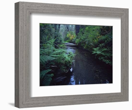 Small Stream Flowing Through Redwoods National and State Parks, California-null-Framed Photographic Print