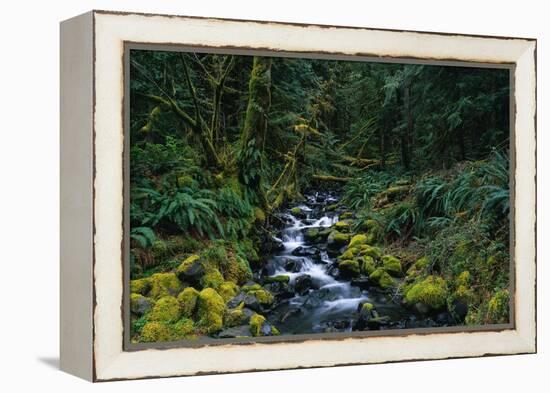 Small Stream Lined with Mossy Rocks in the Olympic National Park-Paul Souders-Framed Premier Image Canvas