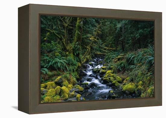 Small Stream Lined with Mossy Rocks in the Olympic National Park-Paul Souders-Framed Premier Image Canvas