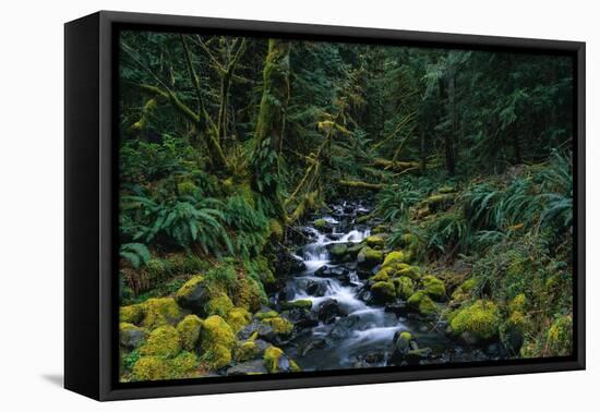 Small Stream Lined with Mossy Rocks in the Olympic National Park-Paul Souders-Framed Premier Image Canvas