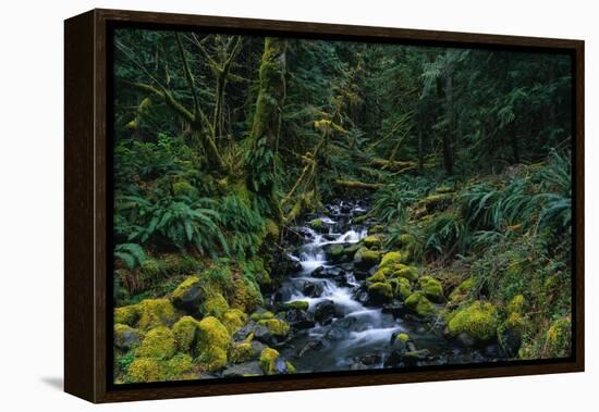 Small Stream Lined with Mossy Rocks in the Olympic National Park-Paul Souders-Framed Premier Image Canvas