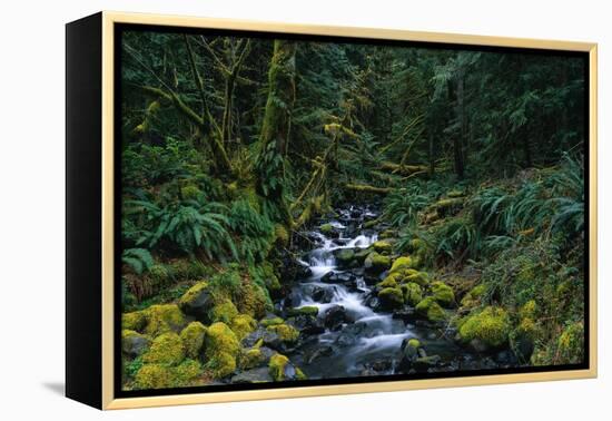 Small Stream Lined with Mossy Rocks in the Olympic National Park-Paul Souders-Framed Premier Image Canvas