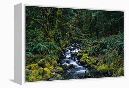 Small Stream Lined with Mossy Rocks in the Olympic National Park-Paul Souders-Framed Premier Image Canvas