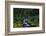 Small Stream Lined with Mossy Rocks in the Olympic National Park-Paul Souders-Framed Photographic Print