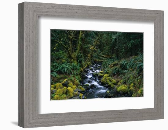 Small Stream Lined with Mossy Rocks in the Olympic National Park-Paul Souders-Framed Photographic Print