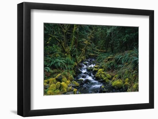 Small Stream Lined with Mossy Rocks in the Olympic National Park-Paul Souders-Framed Photographic Print