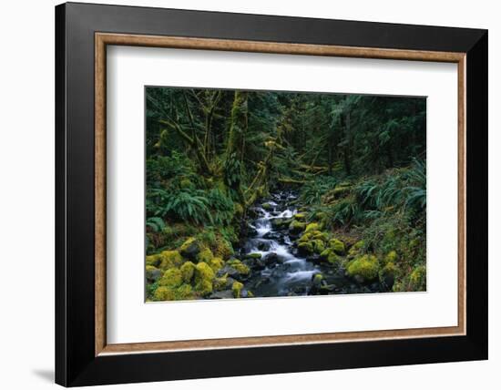 Small Stream Lined with Mossy Rocks in the Olympic National Park-Paul Souders-Framed Photographic Print