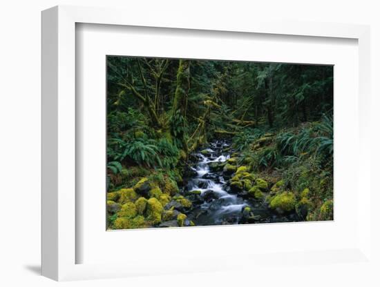 Small Stream Lined with Mossy Rocks in the Olympic National Park-Paul Souders-Framed Photographic Print