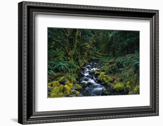 Small Stream Lined with Mossy Rocks in the Olympic National Park-Paul Souders-Framed Photographic Print