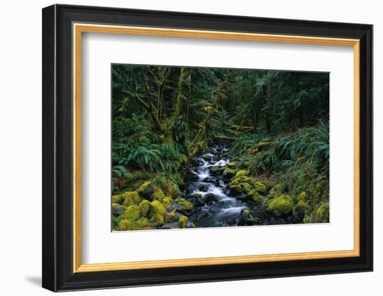 Small Stream Lined with Mossy Rocks in the Olympic National Park-Paul Souders-Framed Photographic Print