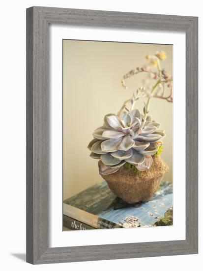 Small Succulent-Karyn Millet-Framed Photographic Print