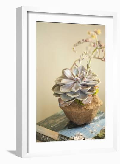 Small Succulent-Karyn Millet-Framed Photographic Print