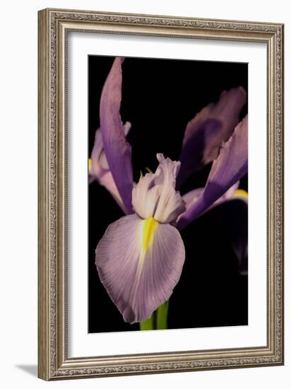 Small Sweet Iris I-Renee W. Stramel-Framed Art Print