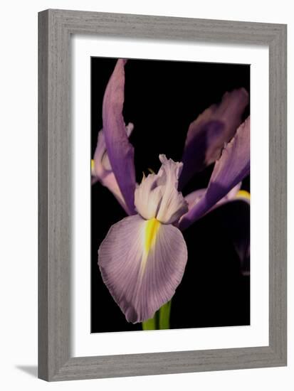 Small Sweet Iris I-Renee W. Stramel-Framed Art Print