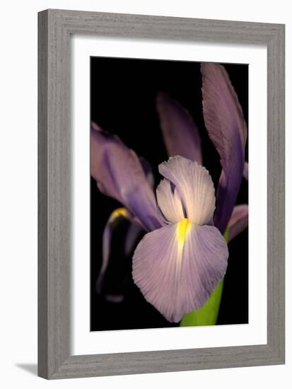 Small Sweet Iris II-Renee W. Stramel-Framed Art Print