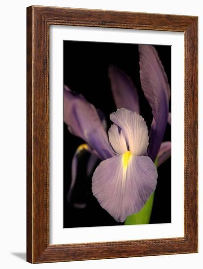 Small Sweet Iris II-Renee W. Stramel-Framed Art Print