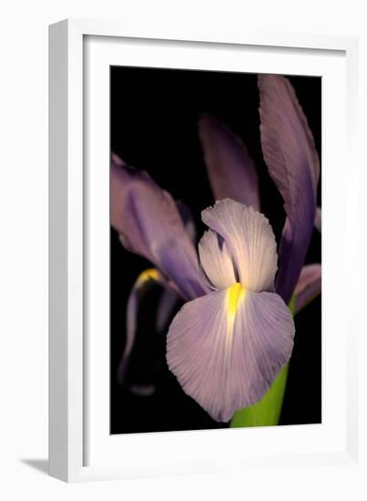 Small Sweet Iris II-Renee W. Stramel-Framed Art Print