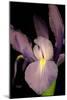 Small Sweet Iris II-Renee W. Stramel-Mounted Art Print