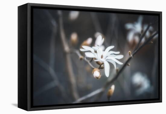 Small things-Philippe Sainte-Laudy-Framed Premier Image Canvas