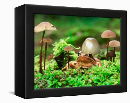 Small Toad Surrounded by Mushrooms, Jasmund National Park, Island of Ruegen, Germany-Christian Ziegler-Framed Premier Image Canvas