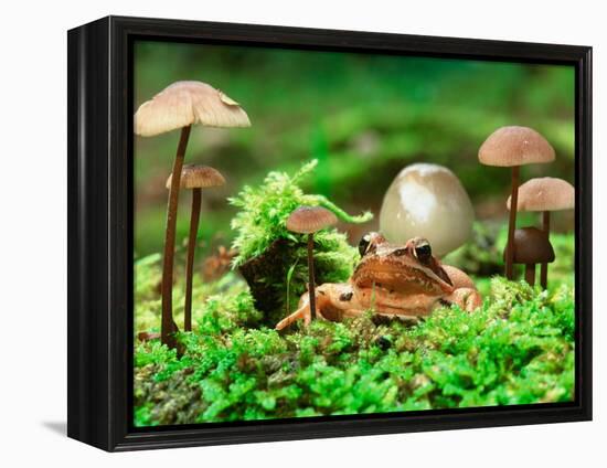 Small Toad Surrounded by Mushrooms, Jasmund National Park, Island of Ruegen, Germany-Christian Ziegler-Framed Premier Image Canvas